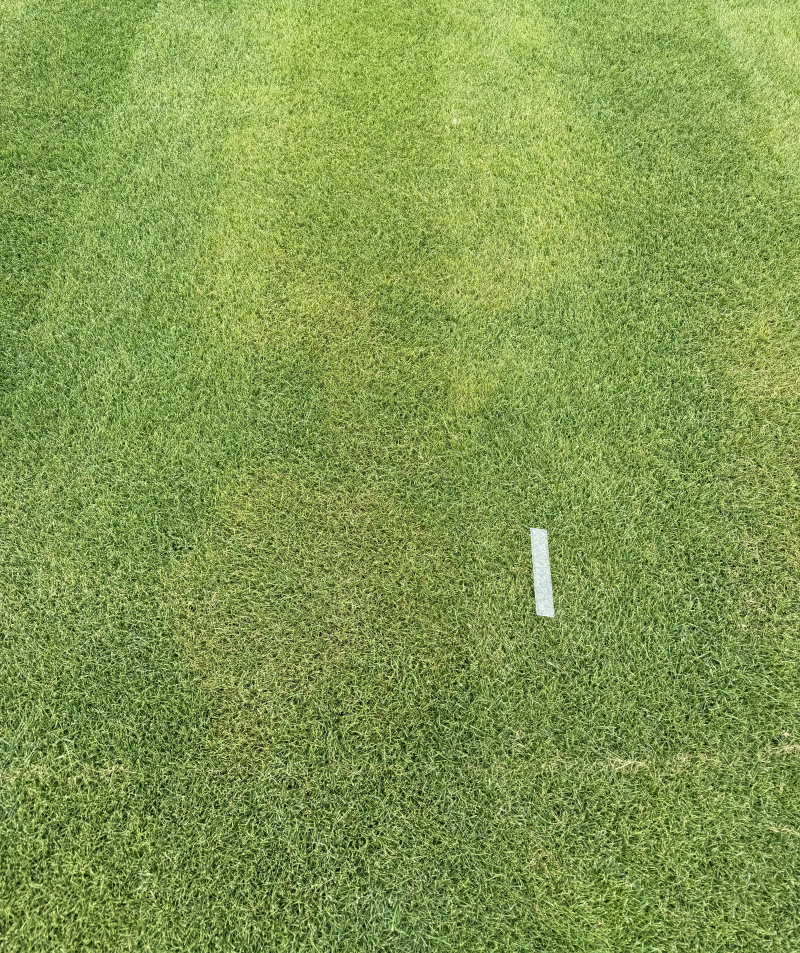 Photo 2 brown patch_Ruying Wang web (1).png